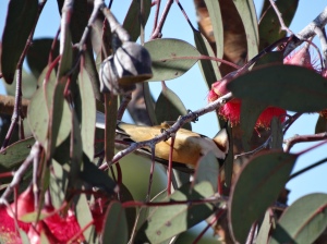 Dangling upside down with breast side up getting right into the pink gum blossom, eastern spinebill