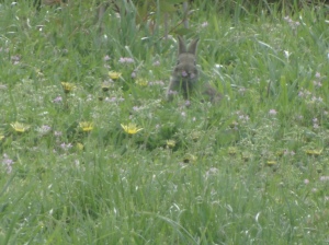 The cutest little bunny Rabbit caught in a 'who me'? moment deep in the capeweed on the side lawn green grass